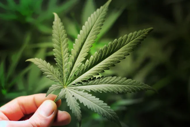 Cannabis - Das Wunderelixier schlecht hin