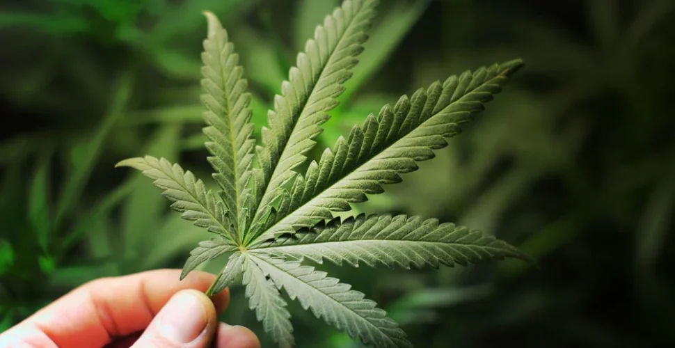 Cannabis - Das Wunderelixier schlecht hin