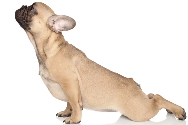 Animal Flow - Das ist der neuste Fitnesstrend