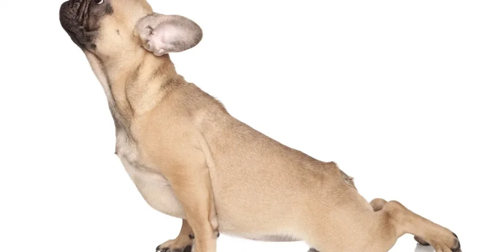 Animal Flow - Das ist der neuste Fitnesstrend