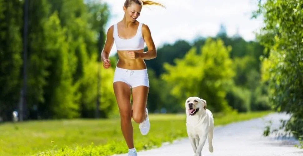 Diese Hunde sind die idealen Laufpartner.